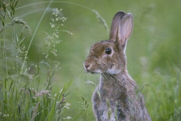 European rabbit (Oryctolagus cuniculus), in Wiese, portrait, Emsland, Lower Saxony, Germany, Europe