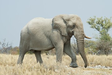 Obraz premium African bush elephant (Loxodonta africana), Etosha National Park, Namibia, Africa