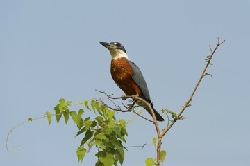 Ringed Kingfisher (Megaceryle torquata), perched on a twig, Pantanal, Mato Grosso, Brazil, South America