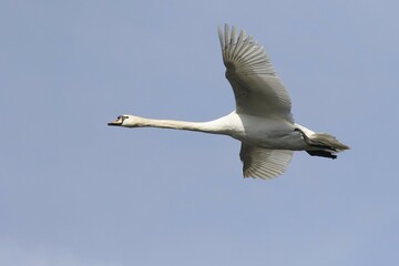 Flying Mute Swan (Cygnus olor) against a blue sky, Hesse, Germany, Europe
