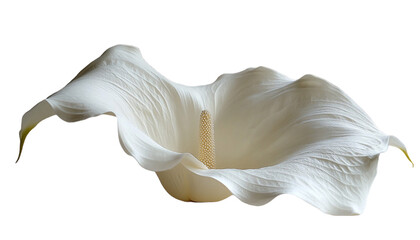 Naklejka premium Closeup Of A Single White Calla Lily Against A Black Background