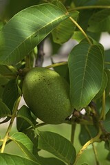 Walnut (Juglans regia) on tree, Saxony, Germany, Europe