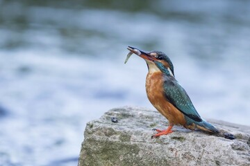 Common kingfisher (Alcedo atthis) with captured fish standing on stone, Hesse, Germany, Europe