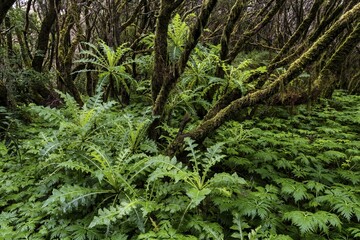 Cloud forest, laurel forest, Garajonay National Park, UNESCO World Heritage Site, La Gomera, Canary Islands, Spain, Europe