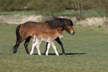 Icelandic horses (Equus ferus caballus), mare with foal running side by side, Schleswig-Holstein,...