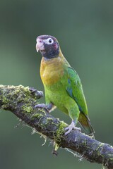 Brown-hooded parrot (Pyrilia haematotis) sitting on branch, San Carlos, Boca Tapada, Alajuela province, Costa Rica, Central America
