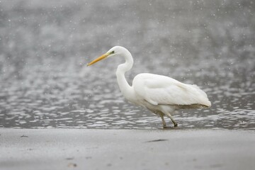 Great egret (Ardea alba) hunting at the ice edge, snowfall, Hesse, Germany, Europe