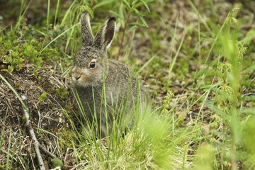 Mountain hare (Lepus timidus), juvenile, Lapland, Norway, Europe