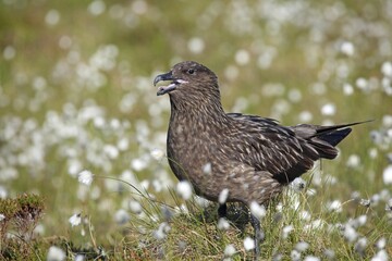 Large black-backed gull (Stercorarius skua), adult bird between cottongrass, Runde island, Norway, Europe
