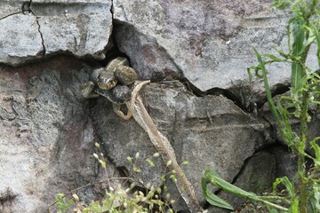 Grass snake (Natrix natrix) and Dice snakes (Natrix tessellata) looking out of a crack in a wall, shed snake skin hanging from a stone, Lake Balaton, Hungary, Europe