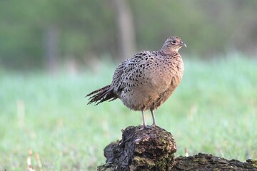 Pheasant (Phasianus colchicus), hen standing on a tree stump, Lower Austria, Austria, Europe