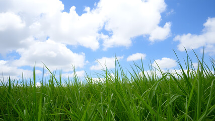 Fototapeta premium Green grass and blue sky with white clouds