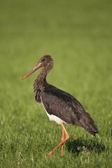 Black Stork (Ciconia nigra), adult bird walking on a meadow, Allgäu, Bavaria, Germany, Europe