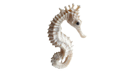 Closeup Of A White Seahorse On Black Background