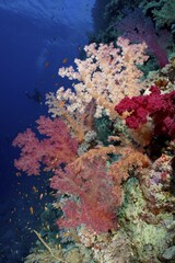 Hemprich's tree coral (Dendronephthya hemprichi), various colours, St. Johns reef dive site, Red Sea, Egypt, Africa © Rolf von Riedmatten/imageBROKER