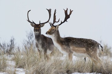 Fallow deer (Dama dama) in the snow, North Holland, Netherlands