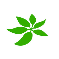 tropical leaves illustration
