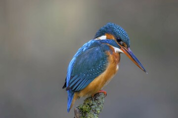 Common kingfisher (Alcedo atthis) female on a branch stump, Hesse, Germany, Europe