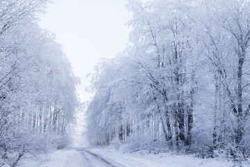 Winter forest, Hesse, Germany, Europe