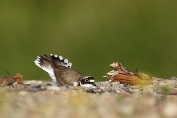 Little ringed plover (Charadrius dubius), animal scraping a nesting hole in the gravel, Biosphere Reserve Middle Elbe, Dessau-Roßlau, Saxony-Anhalt, Germany, Europe