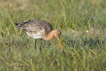 Black-tailed godwit (Limosa limosa) foraging in meadow, Emsland, Lower Saxony, Germany, Europe