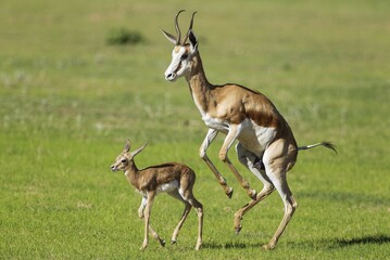 Springboks (Antidorcas marsupialis), ewe with newborn lamb, during the rainy season in green surroundings, Kalahari Desert, Kgalagadi Transfrontier Park, South Africa, Africa