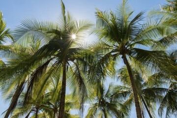 Sun shines through palm trees, Costa Rica, Central America
