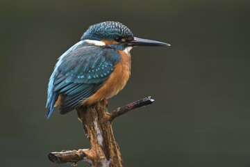 Eurasian kingfisher (Alcedo atthis) sitting on tree branch, male, Emsland, Lower Saxony, Germany, Europe