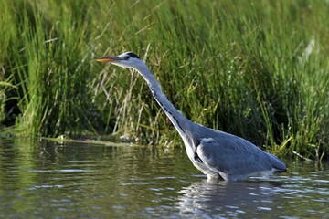 Grey heron (Ardea cinerea), standing in the water, Lower Rhine, North Rhine-Westphalia, Germany, Europe