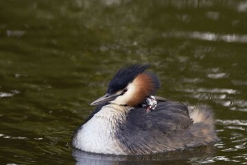 Great crested grebe (Podiceps cristatus) with calling chick on back, Texel, North Holland, Netherlands