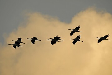 Common cranes (Grus grus), flying in a row in front of cloud, Western Pomerania Lagoon Area National Park, Mecklenburg-Western Pomerania, Germany, Europe