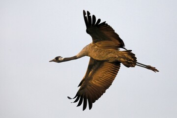 Fototapeta premium Crane (Grus grus), flies, Western Pomerania Lagoon Area National Park, Mecklenburg-Western Pomerania, Germany, Europe