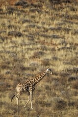 Southern Giraffe (Giraffa giraffa), male on grass-grown sand dune, Kalahari Desert, Kgalagadi Transfrontier Park, South Africa, Africa