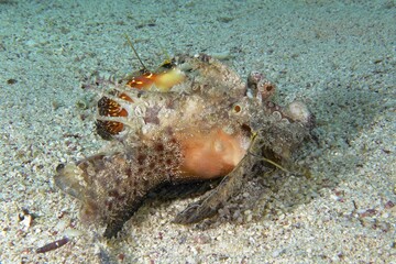 Red Sea Walkman (Inimicus filamentosus), Dive Site House Reef, Mangrove Bay, El Quesir, Red Sea, Egypt, Africa