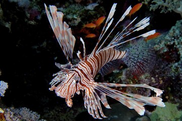 Close-up of pacific red lionfish (Pterois volitans), Fury Shoals reef dive site, Red Sea, Egypt, Africa