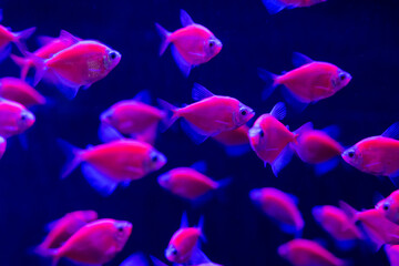 The Neon Goldbrick Fish is a mesmerizing species known for its vibrant, iridescent golden scales that shimmer under light. Often found in tropical waters, this exotic fish captivates