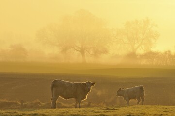 Cow and calf on pasture at dawn, North Rhine-Westphalia, Germany, Europe