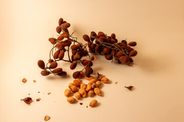 Velvet tamarind (Dialium schlechteri) african wild fruit locally known as Awin or Zulu Pod-berry