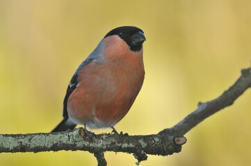 Bullfinch (Pyrrhula pyrrhula), male, perched on a branch, Sauerland, North Rhine-Westphalia, Germany, Europe
