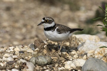Little ringed plover (Charadrius dubius) stands in front of his clutch in the gravel, Baden-Württemberg, Germany, Europe