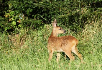 Roe Deer (Capreolus capreolus), fawn on the edge of a wood, Lower Austria, Austria, Europe