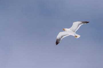 Telephoto of a flying kelp gull - Larus dominicanus- with blood around its beak. Antarctic peninsula near Mikkelsen Harbour on trinity island.