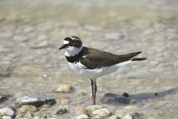 Little Ringed Plover (Charadrius dubius), Burgenland, Austria, Europe