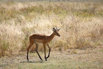 Impala (Aepyceros melampus), Lake Manyara National Park, Tanzania, Africa