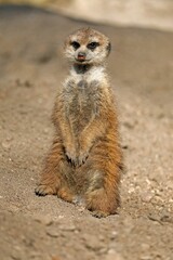 Meerkat (Suricata suricatta) stands upright, captive, Germany, Europe
