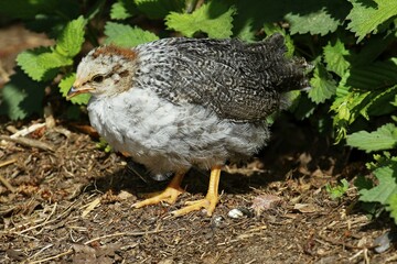 Domestic Chicken (Gallus gallus domesticus), chick, Germany, Europe