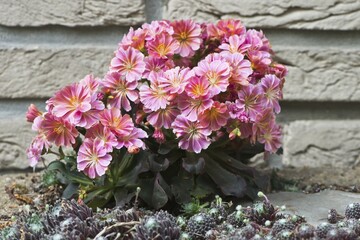 Siskiyou lewisia (Lewisia cotyledon) in front of a wall, Emsland, Lower Saxony, Germany, Europe