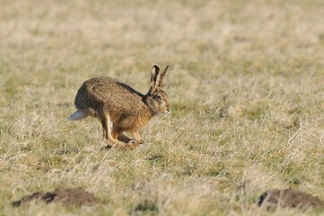 Running hare (Lepus europaeus) in a meadow, North Rhine-Westphalia, Germany, Europe