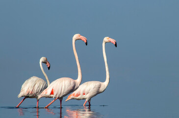 African wild birds. A flock of great flamingos on the blue lagoon against the bright sky