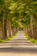 Avenue in summer, car vanishing in the distance